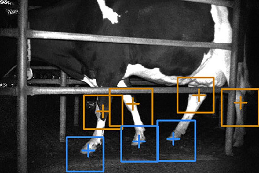 Bovine Lameness Market