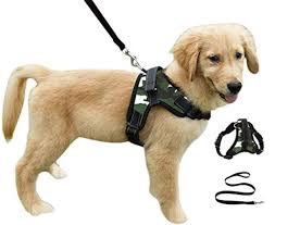 Dog Safety Leash Market