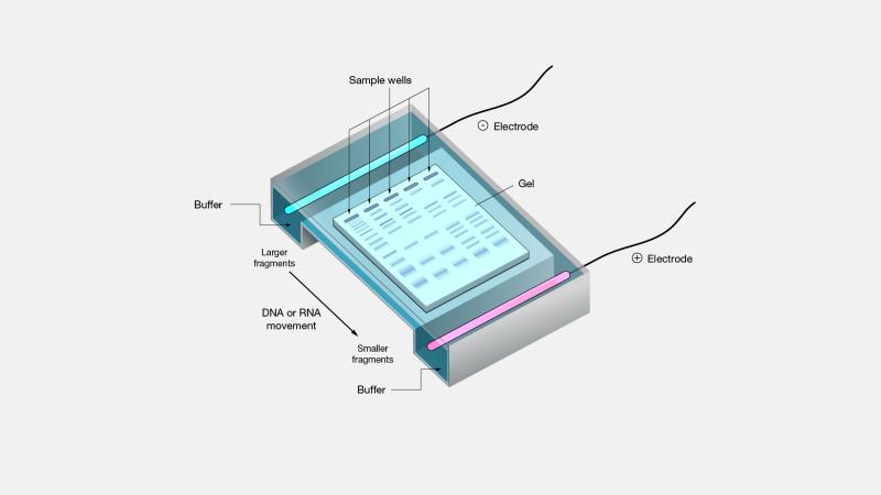 Electrophoresis Systems Market