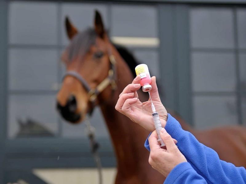 Equine Healthcare Market