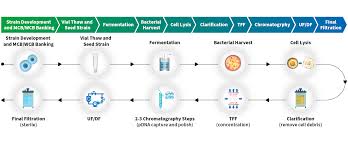 GMP Plasmid DNA Market