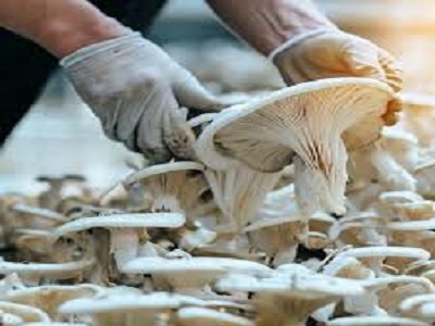 Mushroom Cultivation Market