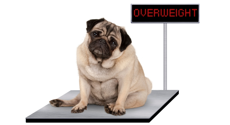 Pet Obesity Management Market