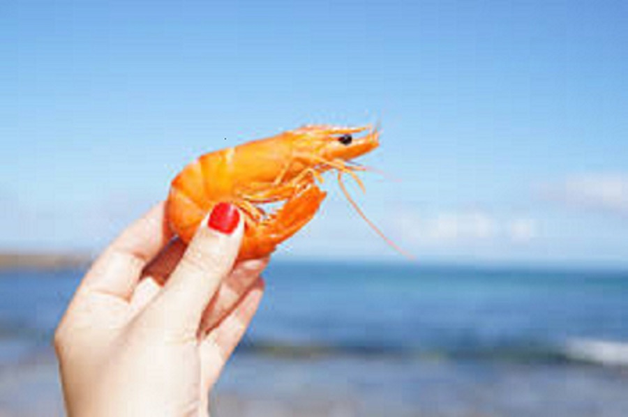 Shrimp Market to Get an Explosive Growth | Maruha Nichiro , Nippon Suisan Kaisha