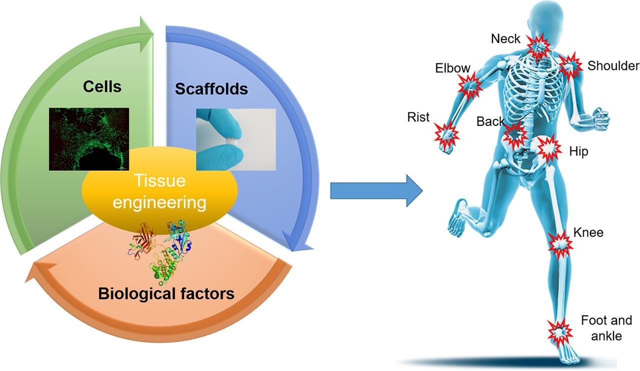 Tissue Engineering Market